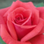 Rojo - Rosas Grandiflora - Floribunda  - Rosalynn Carter